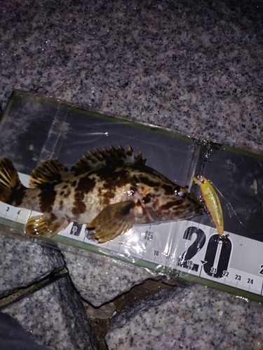 タケノコメバルの釣果