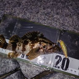 タケノコメバル