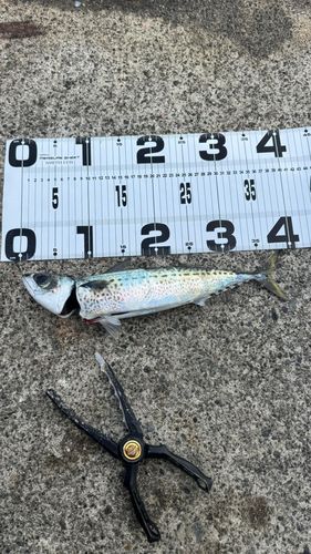 ゴマサバの釣果