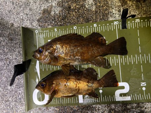 アカメバルの釣果