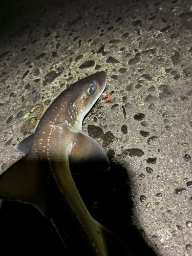 ホシザメの釣果