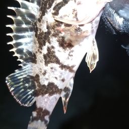 タケノコメバル