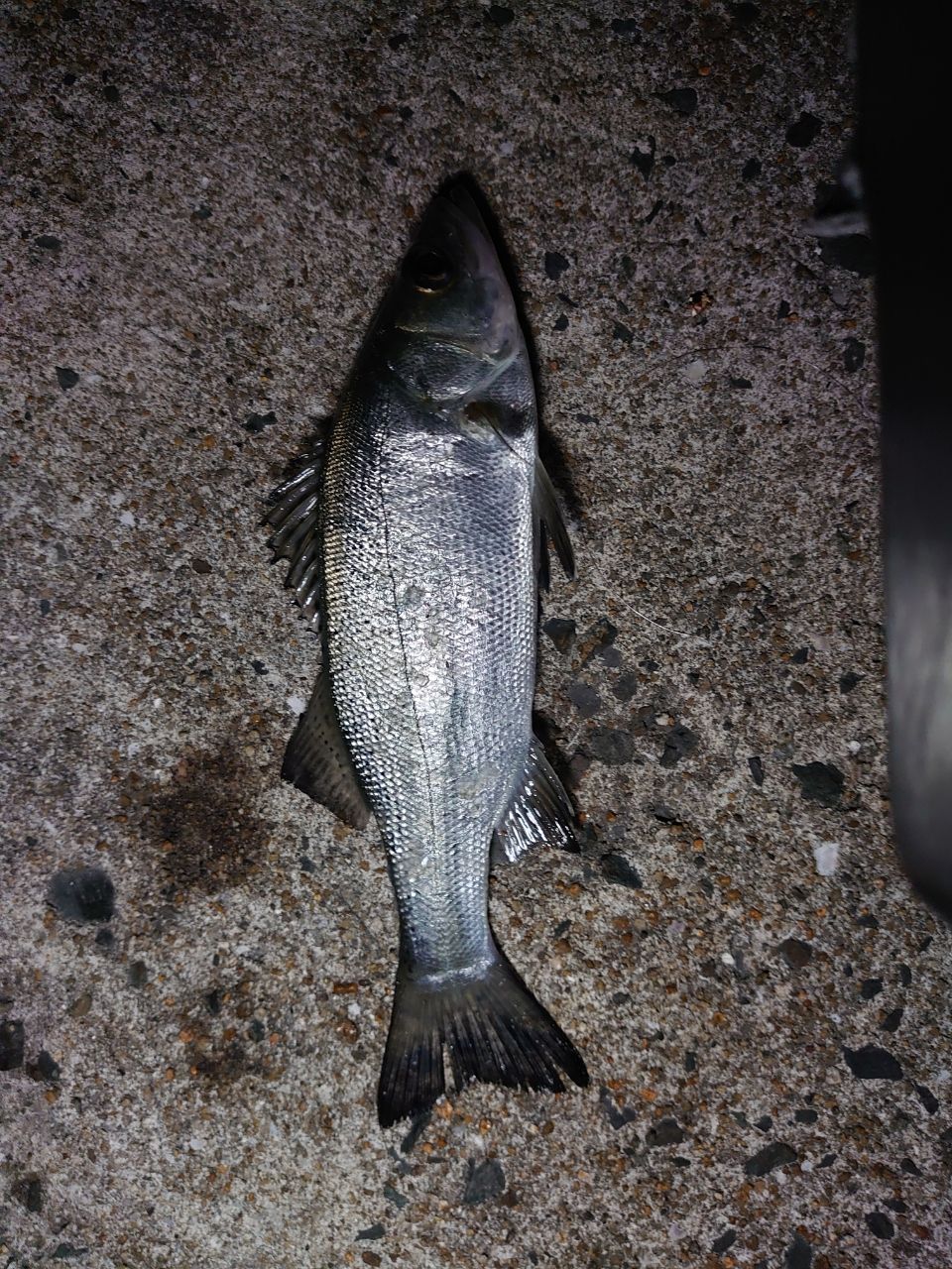 セイゴ（ヒラスズキ）