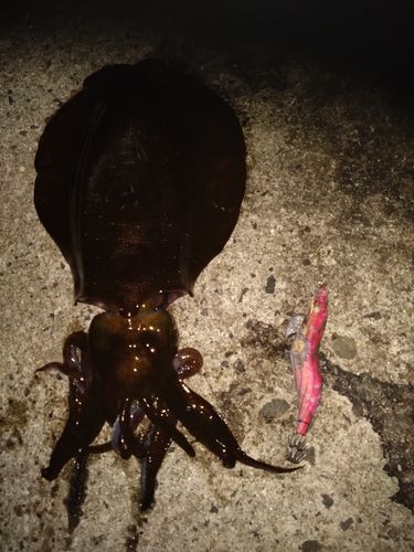 アオリイカの釣果