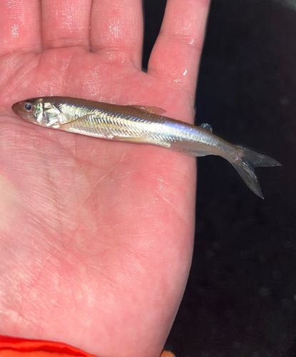 ワカサギの釣果