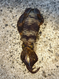 アオリイカの釣果