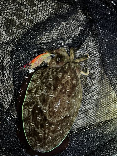 モンゴイカの釣果