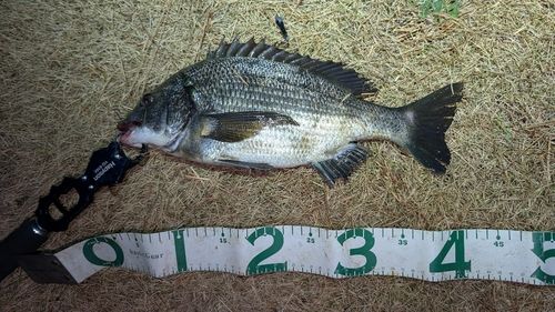 チヌの釣果