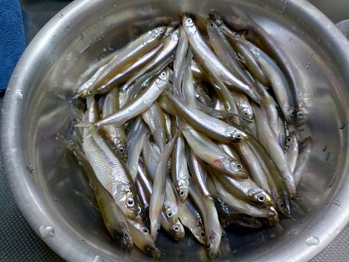 ワカサギの釣果
