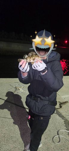 タケノコメバルの釣果