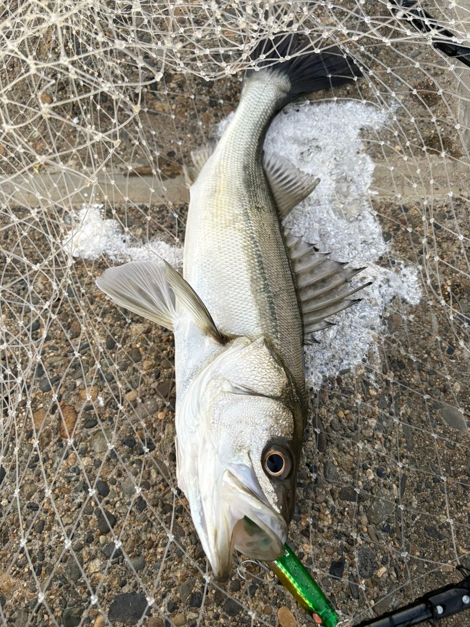 セイゴ（マルスズキ）