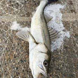 セイゴ（マルスズキ）