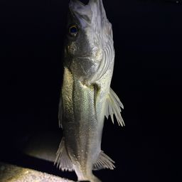 セイゴ（マルスズキ）