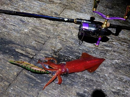 ケンサキイカの釣果