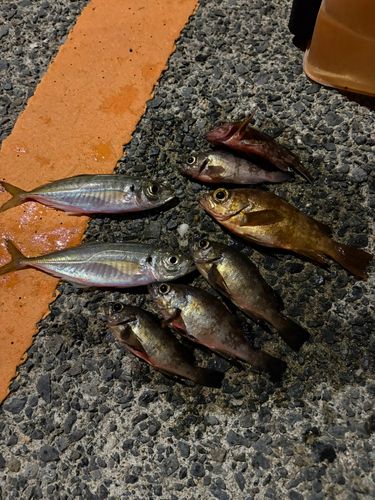 メバルの釣果