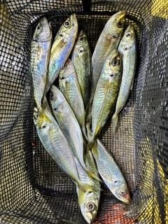 マアジの釣果