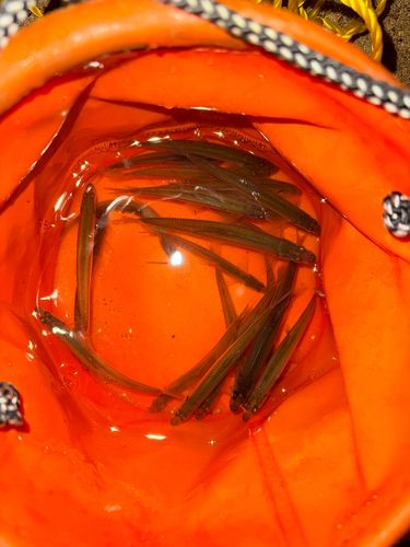 ワカサギの釣果