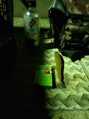 シロギスの釣果