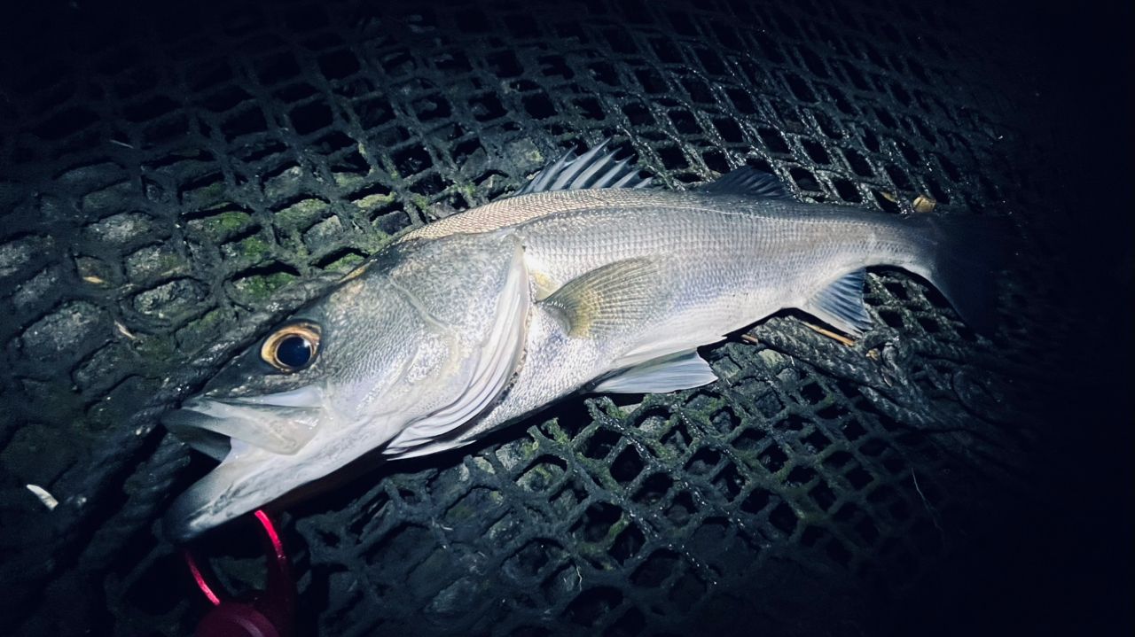 フッコ（タイリクスズキ）