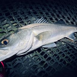 フッコ（タイリクスズキ）