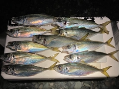 マアジの釣果