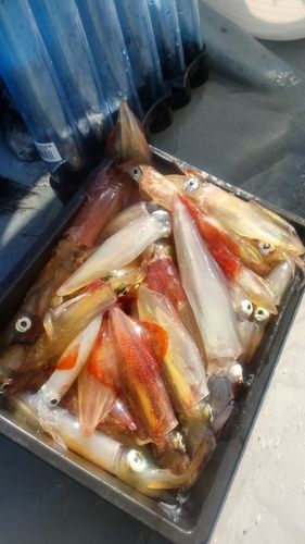 マルイカの釣果