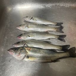 セイゴ（マルスズキ）