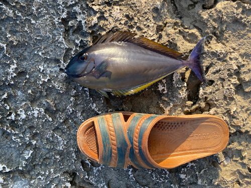 テングハギモドキの釣果