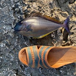 テングハギモドキ