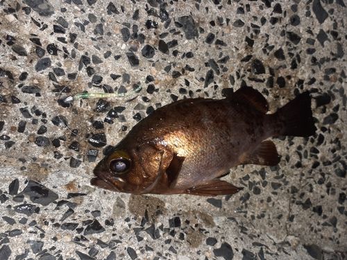 メバルの釣果
