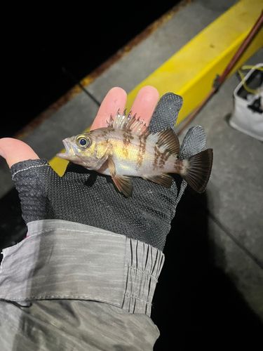 小名浜港市場前