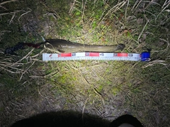 ニホンナマズの釣果