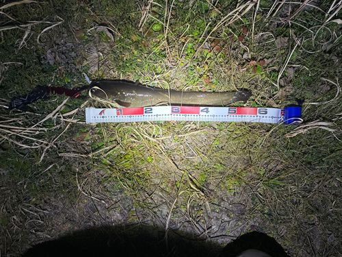 ニホンナマズの釣果