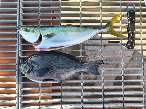 鴨池海づり公園