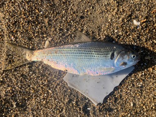 コノシロの釣果