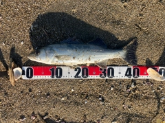 フッコ（マルスズキ）の釣果