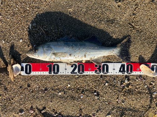 フッコ（マルスズキ）の釣果