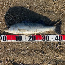 フッコ（マルスズキ）