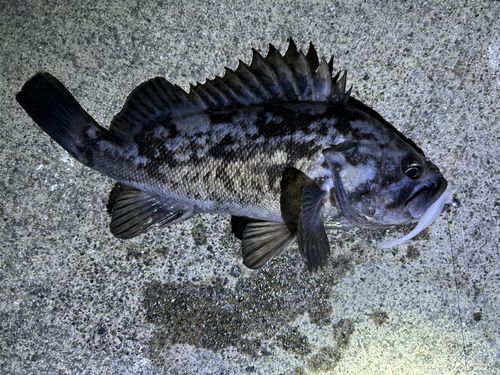 クロソイの釣果