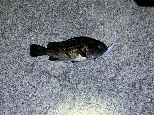 クロソイの釣果