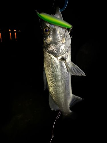 セイゴ（マルスズキ）の釣果