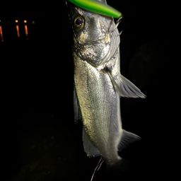 セイゴ（マルスズキ）