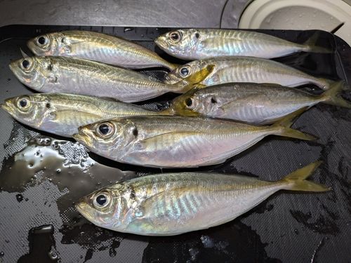 アジの釣果