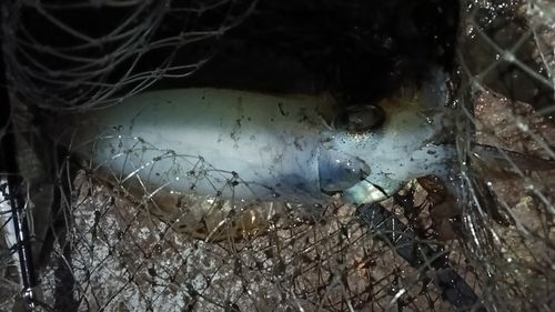 三ツ石（真鶴）