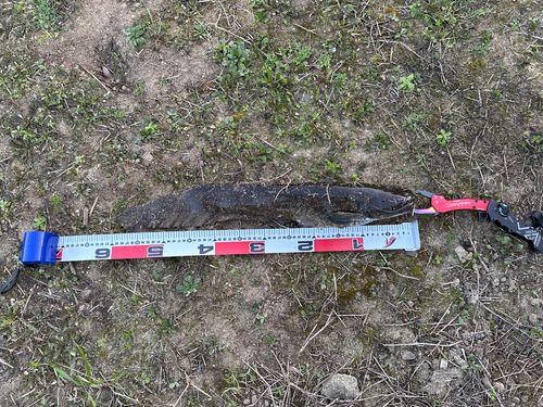 ニホンナマズの釣果