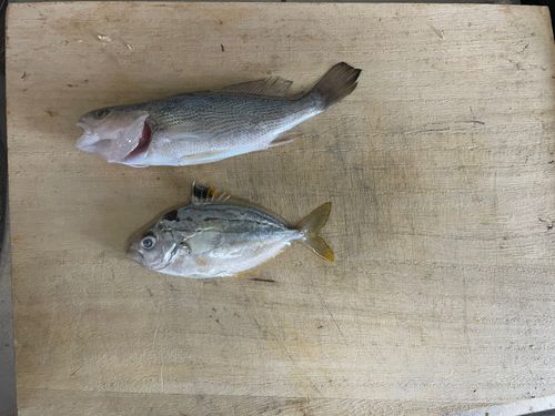 ヒイラギの釣果