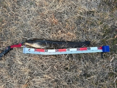 ニホンナマズの釣果