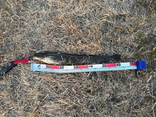 ニホンナマズの釣果