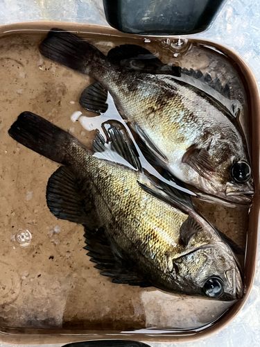 シロメバルの釣果