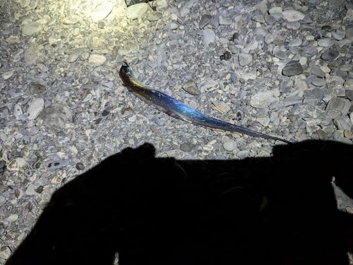 タチウオの釣果